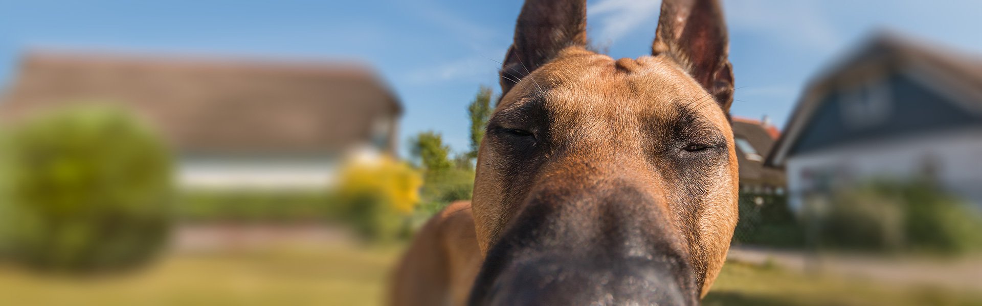 Hundeschule HVL – Hunde verstehen lernen